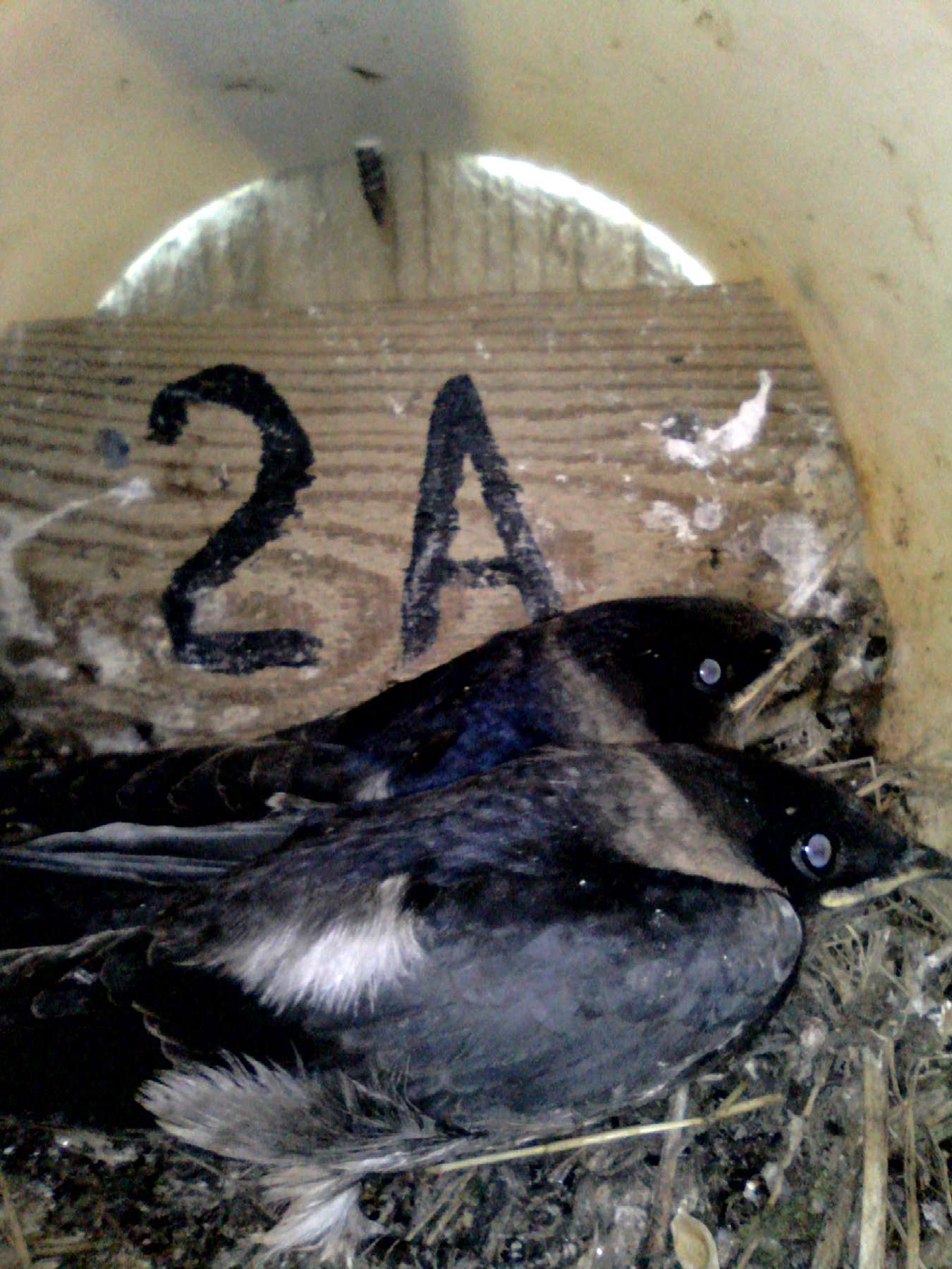 OPAS 2A